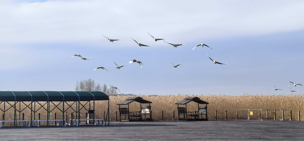 不能忘懷的這片土地